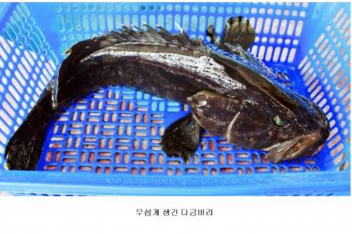 한접시에 60만원짜리 회.jpg