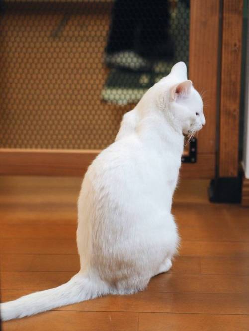 고양이가 부엌에 침입 못하도록 문을 달았다.jpg