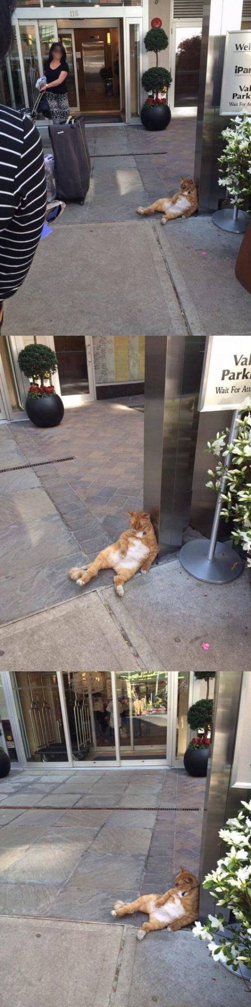 냥이의 푸념.jpg