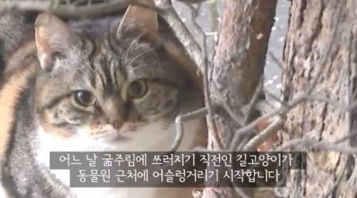 길잃은 고양이가 스라소니 영역에 빠졌는데.avi