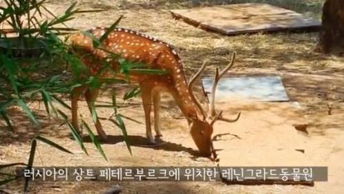 길잃은 고양이가 스라소니 영역에 빠졌는데.avi