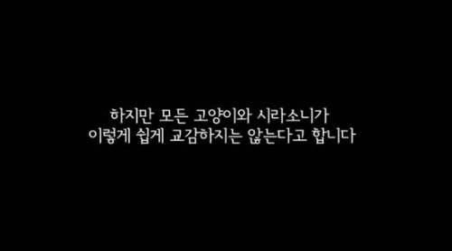 길잃은 고양이가 스라소니 영역에 빠졌는데.avi