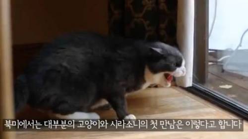 길잃은 고양이가 스라소니 영역에 빠졌는데.avi
