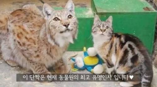 길잃은 고양이가 스라소니 영역에 빠졌는데.avi