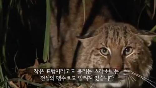 길잃은 고양이가 스라소니 영역에 빠졌는데.avi
