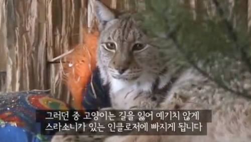 길잃은 고양이가 스라소니 영역에 빠졌는데.avi