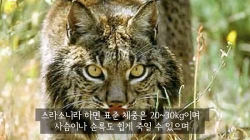 길잃은 고양이가 스라소니 영역에 빠졌는데.avi