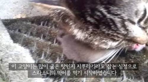 길잃은 고양이가 스라소니 영역에 빠졌는데.avi