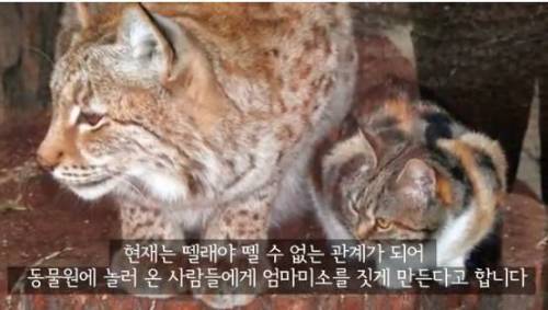 길잃은 고양이가 스라소니 영역에 빠졌는데.avi
