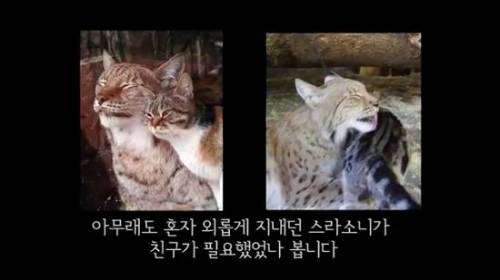 길잃은 고양이가 스라소니 영역에 빠졌는데.avi