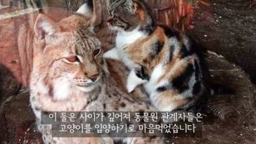길잃은 고양이가 스라소니 영역에 빠졌는데.avi