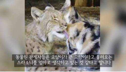 길잃은 고양이가 스라소니 영역에 빠졌는데.avi