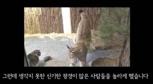 길잃은 고양이가 스라소니 영역에 빠졌는데.avi