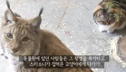 길잃은 고양이가 스라소니 영역에 빠졌는데.avi