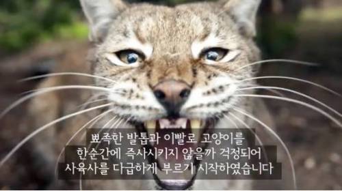 길잃은 고양이가 스라소니 영역에 빠졌는데.avi