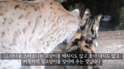길잃은 고양이가 스라소니 영역에 빠졌는데.avi