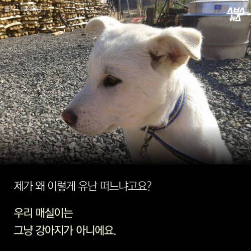 저에겐 가족이었습니다..jpg