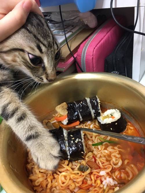 김밥고양이.jpg