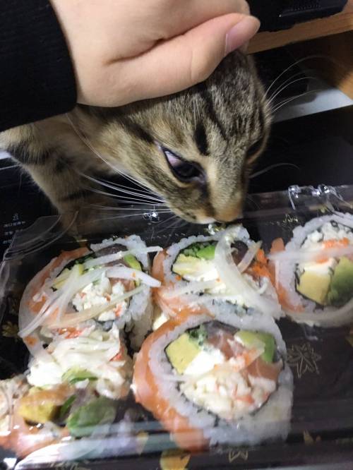김밥고양이.jpg