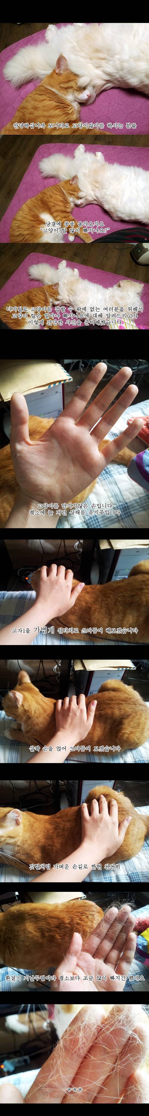 고양이 털 많이 빠져요??