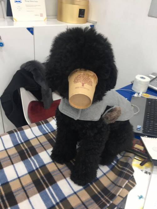종이컵에 간식넣어줌.jpg