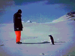 팽귄이 이렇게 위험합니다.gif