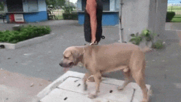 고양이 모성.gif
