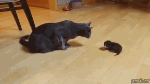 무자비한 폭력.gif