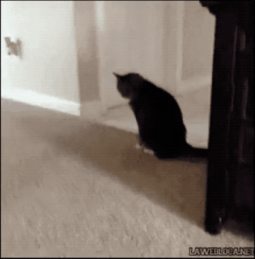 똥꼬키스.gif