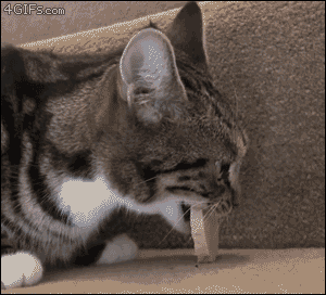 당황한 냥이.gif