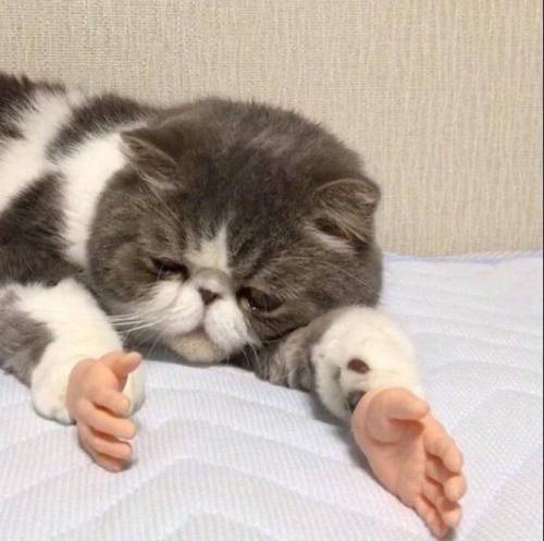 안녕하세요? 고양이입니다.jpg