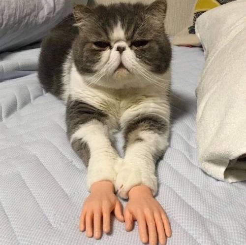 안녕하세요? 고양이입니다.jpg