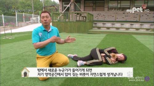 반려견을 망치는 일상 속 잘못된 습관들.jpg