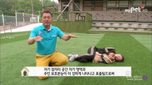 반려견을 망치는 일상 속 잘못된 습관들.jpg