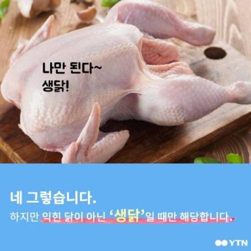개가 닭뼈 먹으면 죽는다?
