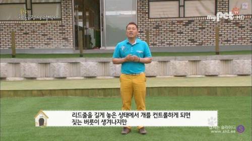 반려견을 망치는 일상 속 잘못된 습관들.jpg