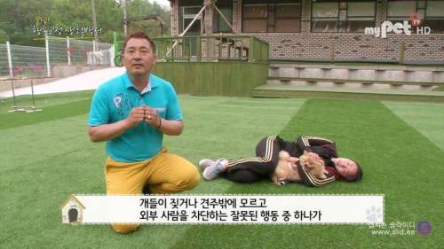 반려견을 망치는 일상 속 잘못된 습관들.jpg