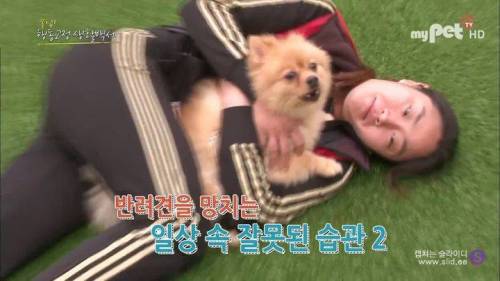 반려견을 망치는 일상 속 잘못된 습관들.jpg