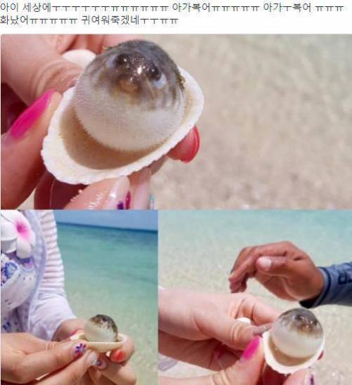 아기 복어.jpg