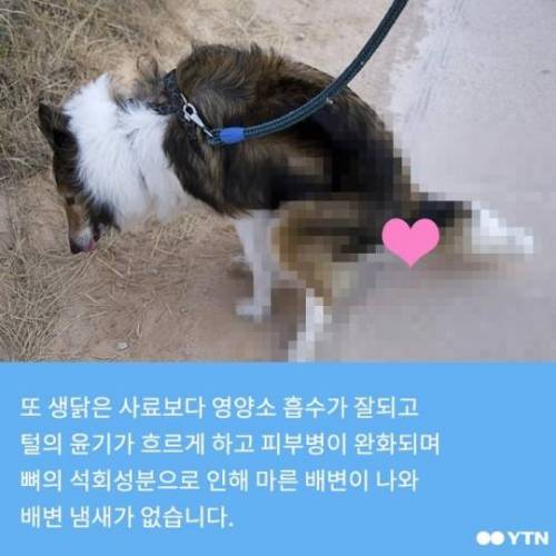 개가 닭뼈 먹으면 죽는다?