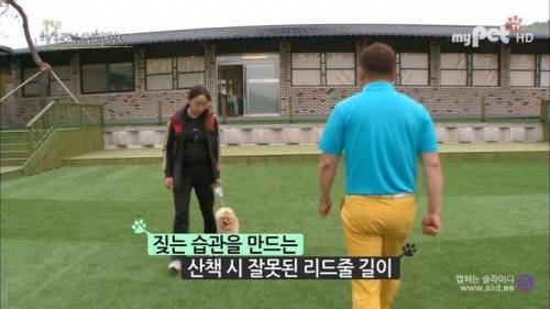 반려견을 망치는 일상 속 잘못된 습관들.jpg