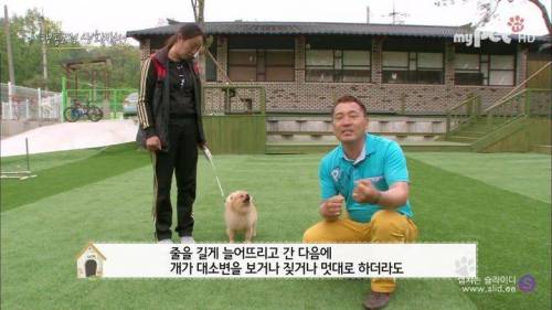반려견을 망치는 일상 속 잘못된 습관들.jpg