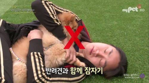 반려견을 망치는 일상 속 잘못된 습관들.jpg