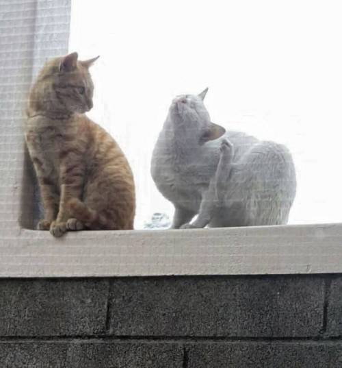 상남자 고양이.jpg