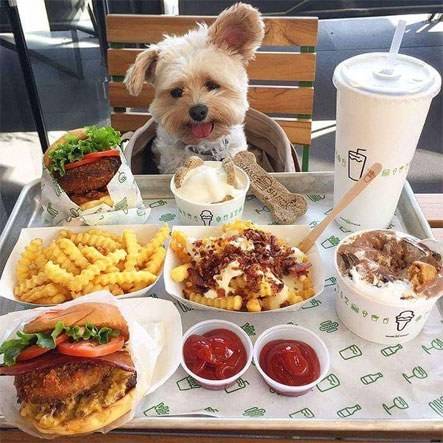 맛집을 좋아하는 주인을 만나면.jpg