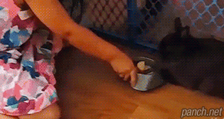 편식하는 토끼.gif