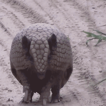 아르마딜로 변신.gif