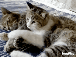 결혼 전과 결혼 후.gifs