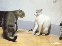 결혼 전과 결혼 후.gifs