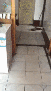 쥐가 무서운 고양이.gif